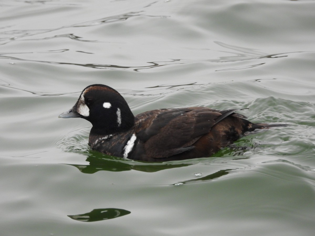 Palyaço Ördeği - ML647695626