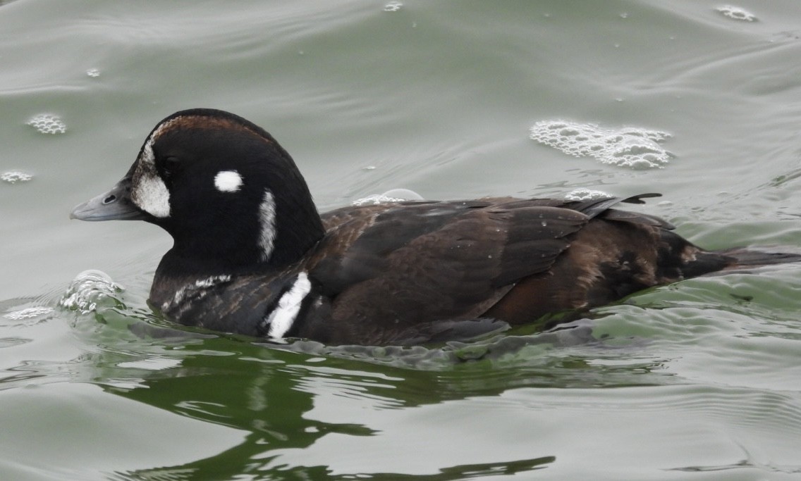 Palyaço Ördeği - ML647695627