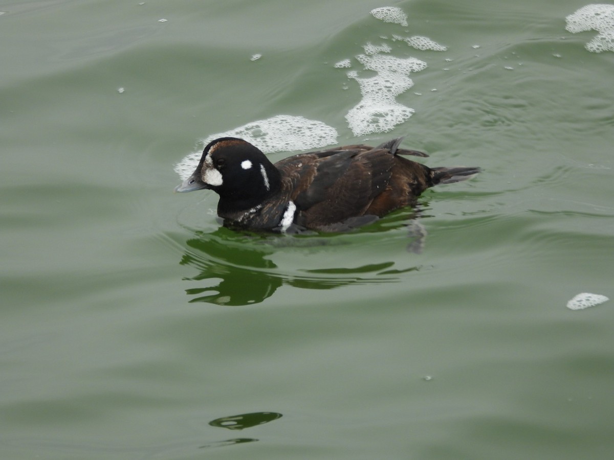 Palyaço Ördeği - ML647695628