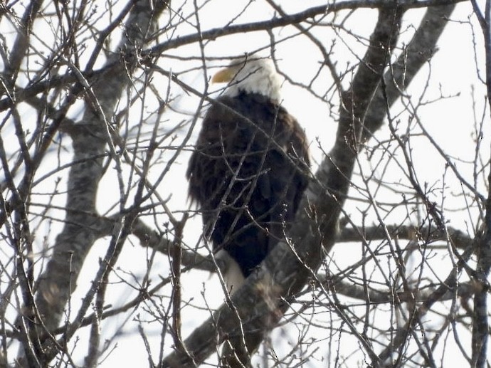 ハクトウワシ - ML647695632