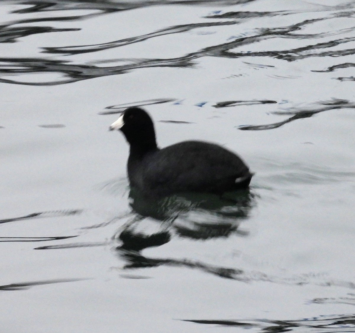 Лиска американська - ML647695638