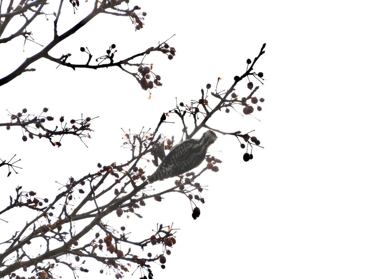 シルスイキツツキ - ML647695639