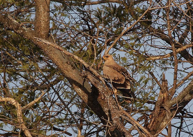Tawny Eagle - ML647695640