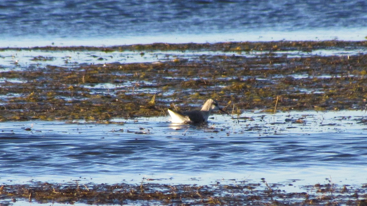 lyskonoh dlouhozobý - ML647695645