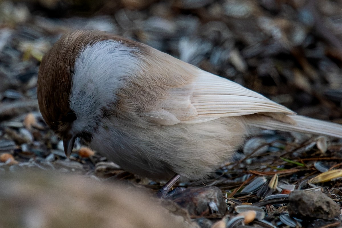 Пухляк - ML647695654