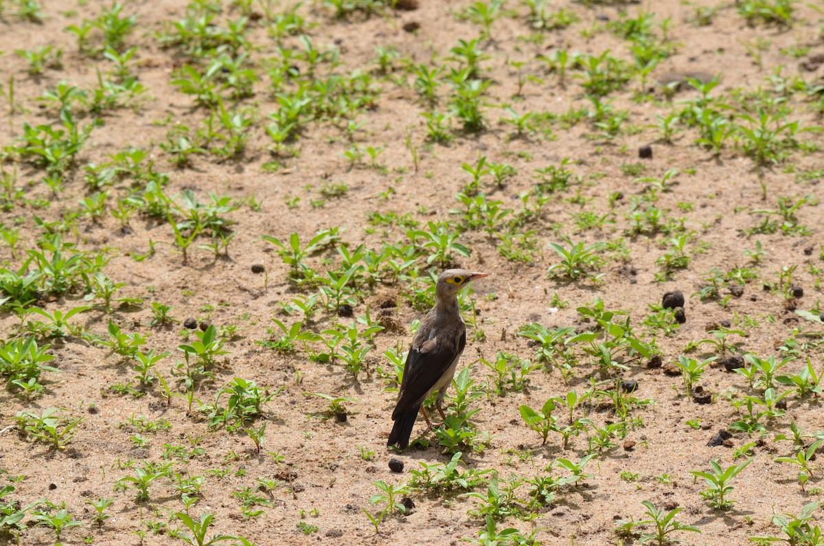 Wattled Starling - ML647695658