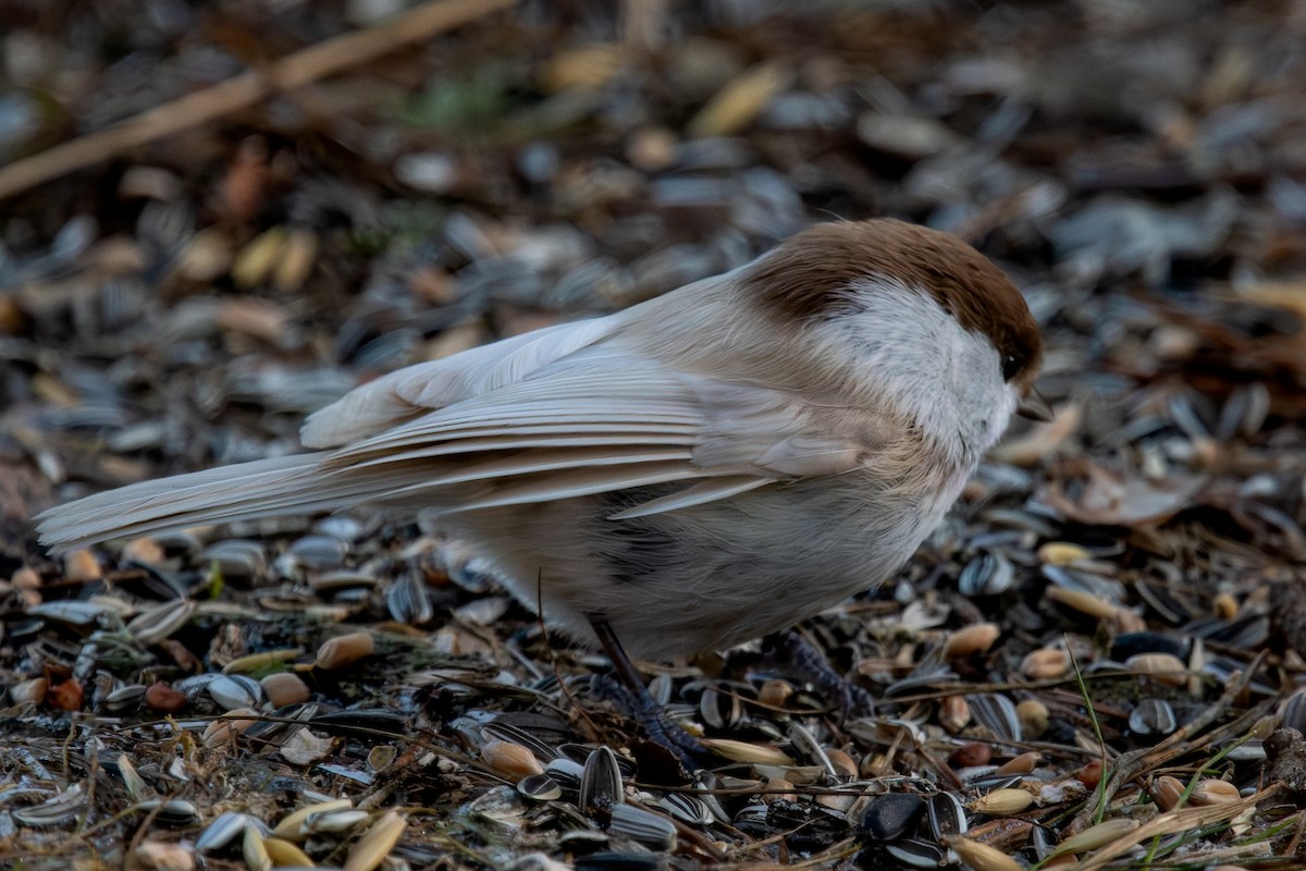 Пухляк - ML647695672