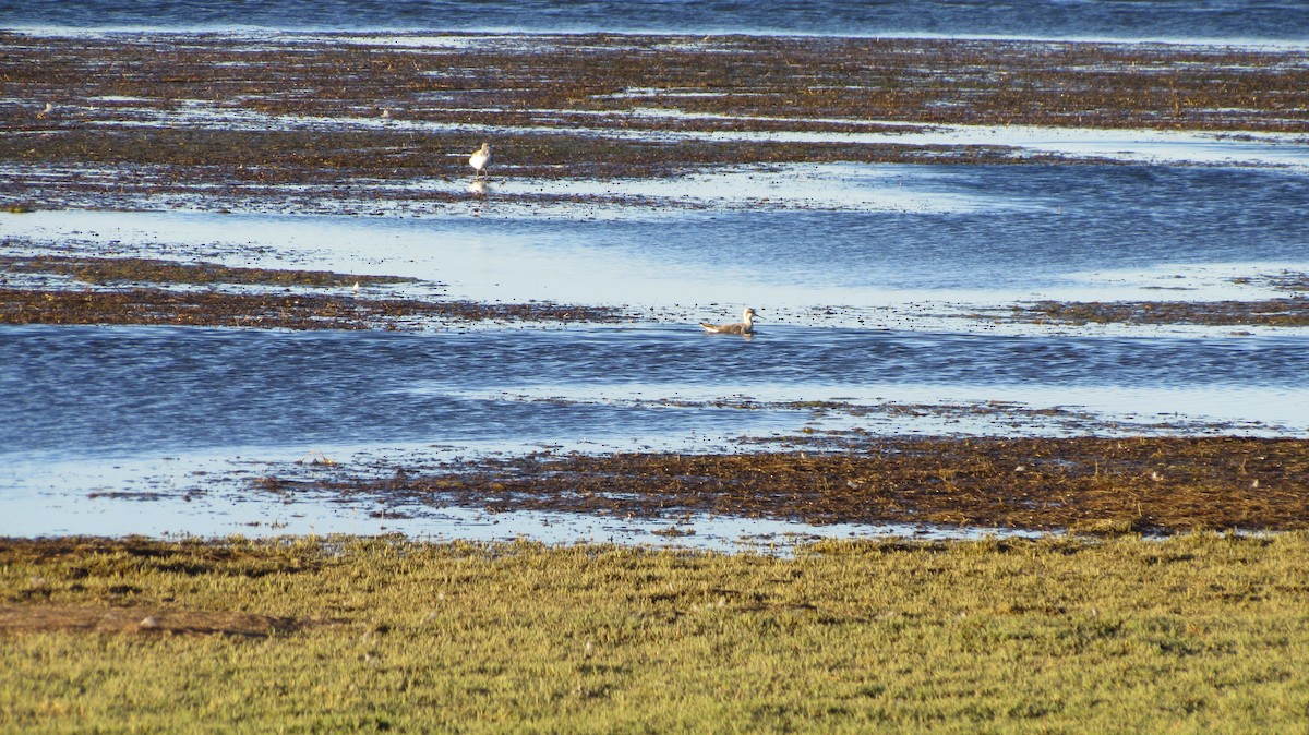 lyskonoh dlouhozobý - ML647695675