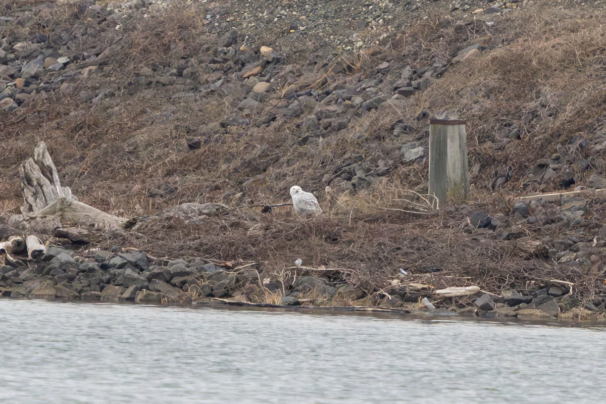 シロフクロウ - ML647695694