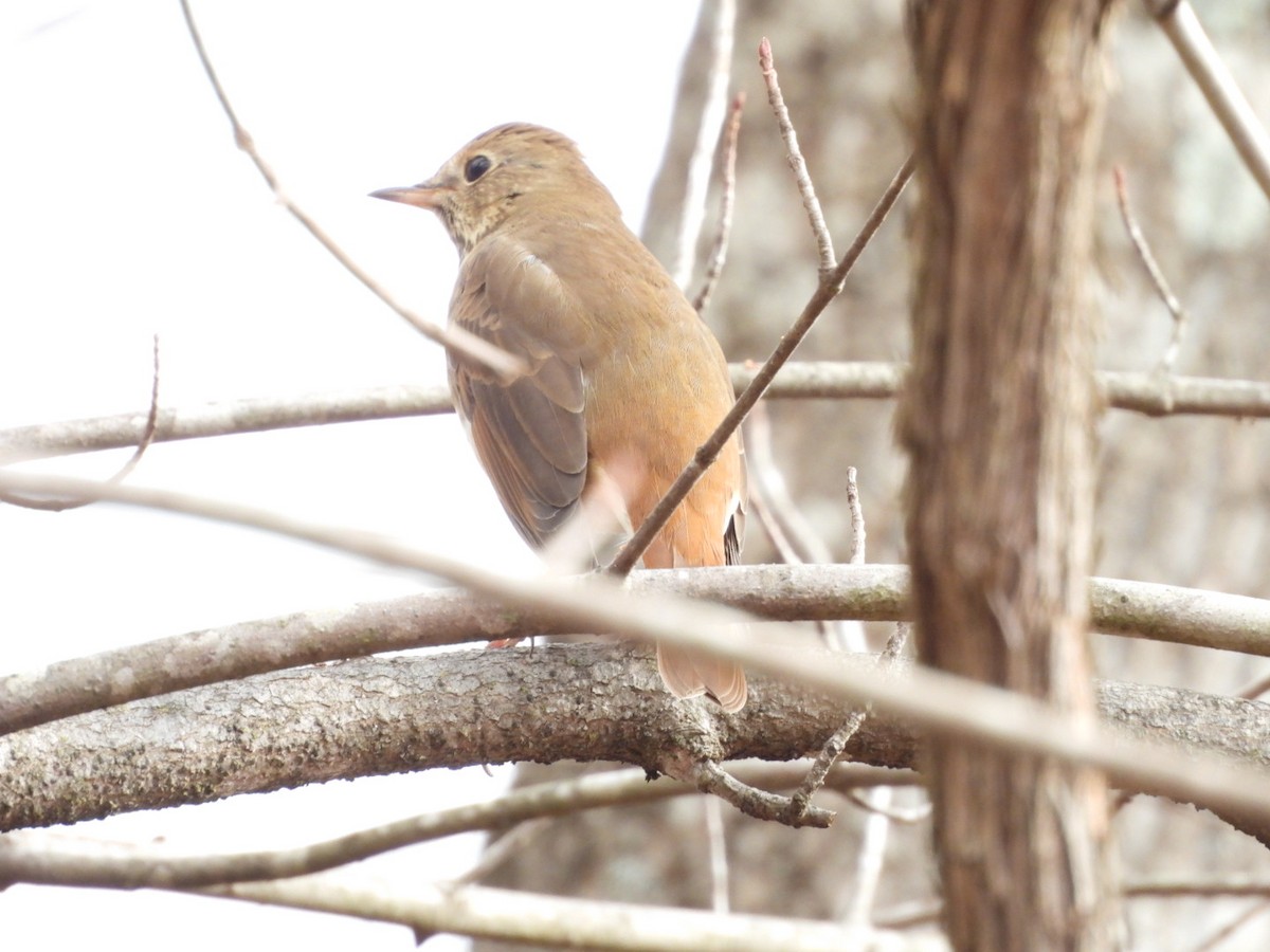 チャイロコツグミ - ML647695701