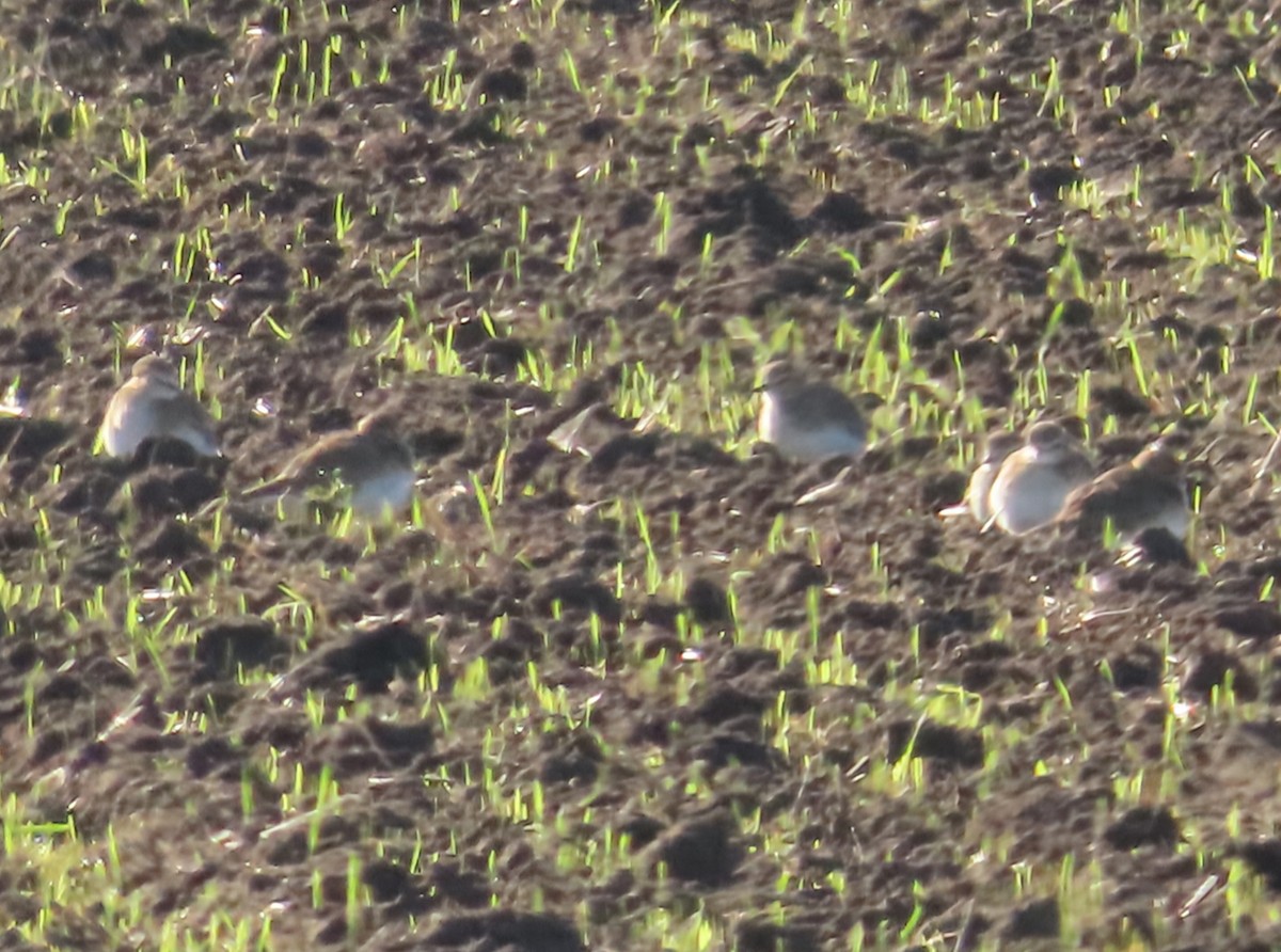 prærielo - ML647695702