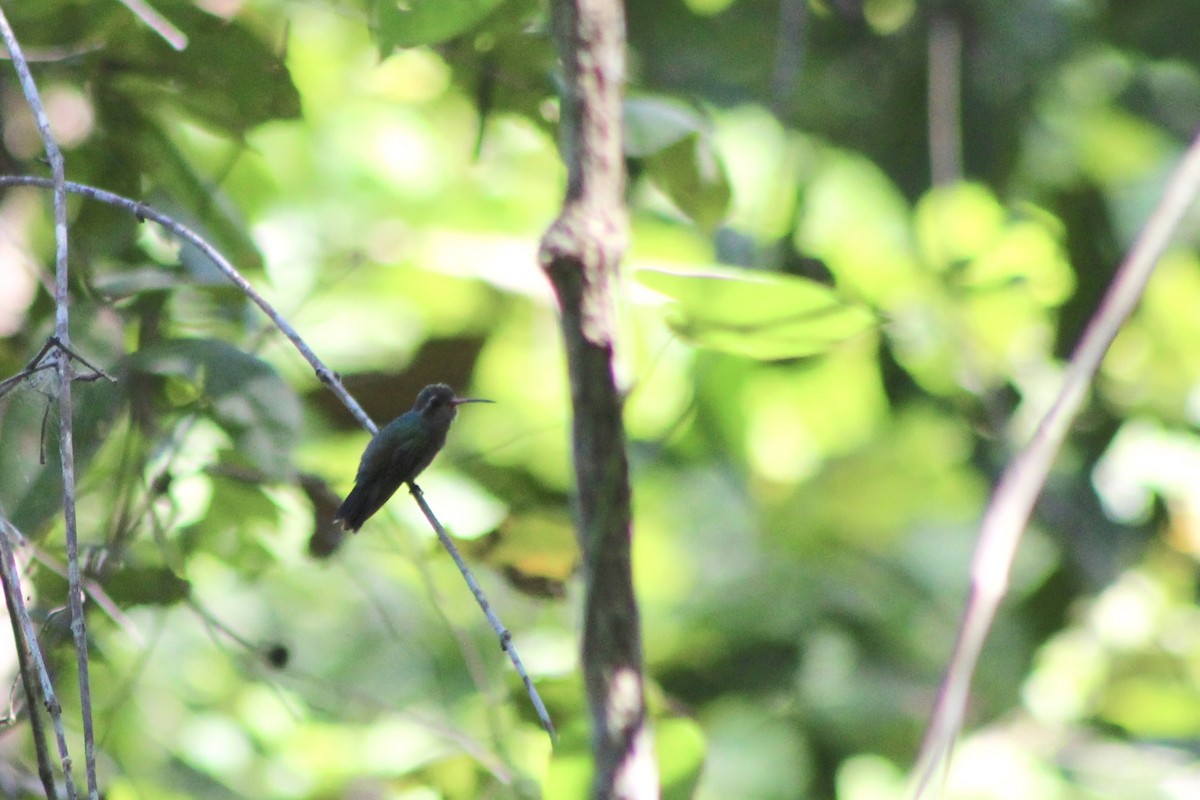 Türkuaz Başlı Kolibri - ML647695706