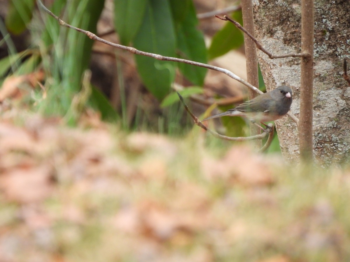 ユキヒメドリ - ML647695710