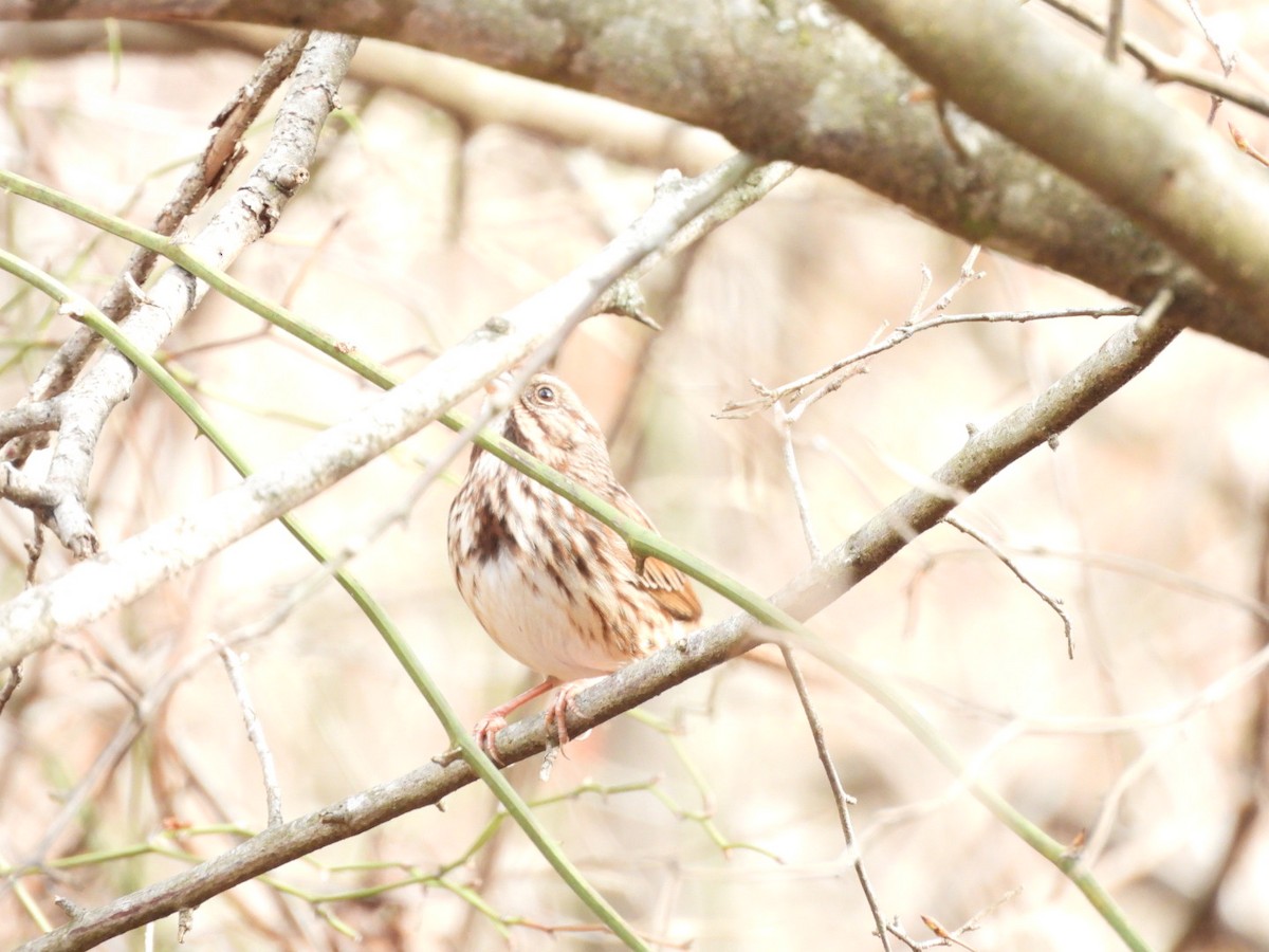 ウタスズメ - ML647695715