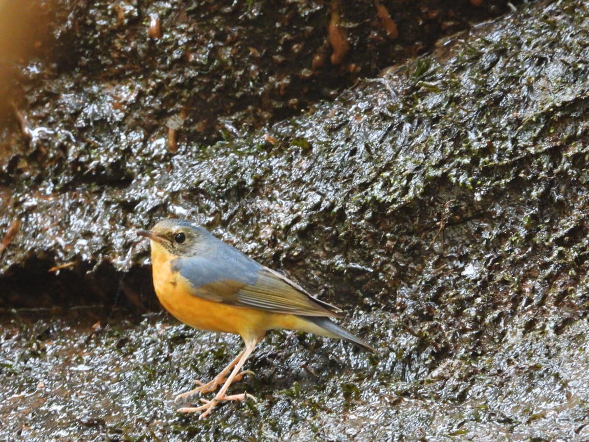 Indian Blue Robin - ML647695716