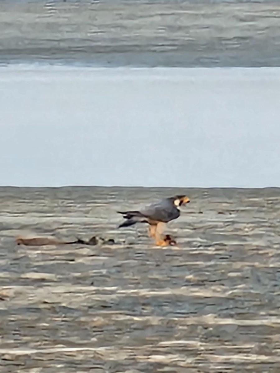 Peregrine Falcon - ML647695720