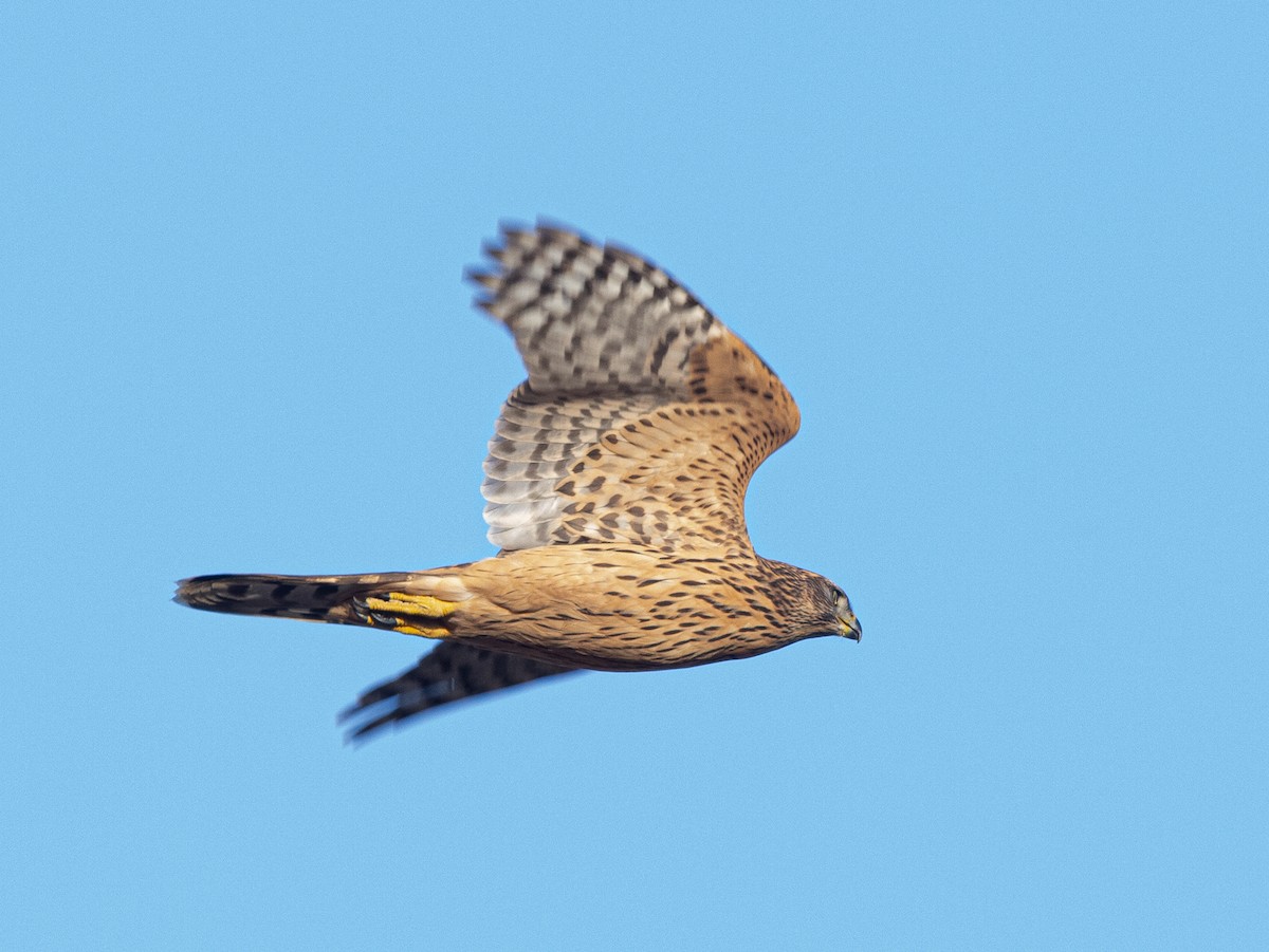 Eurasian Goshawk - ML647695721