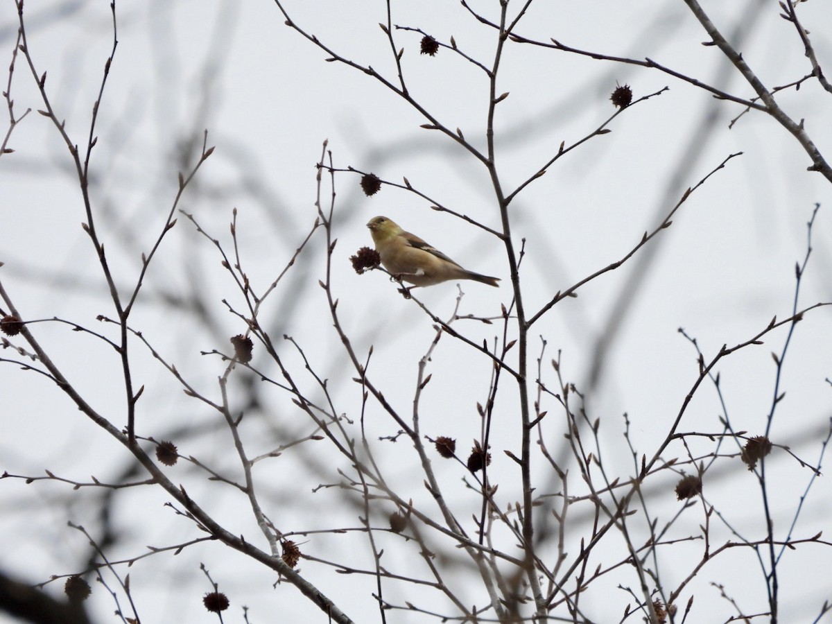 オウゴンヒワ - ML647695728