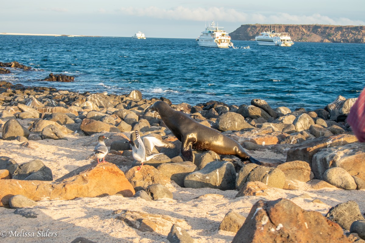 Swallow-tailed Gull - ML647695738