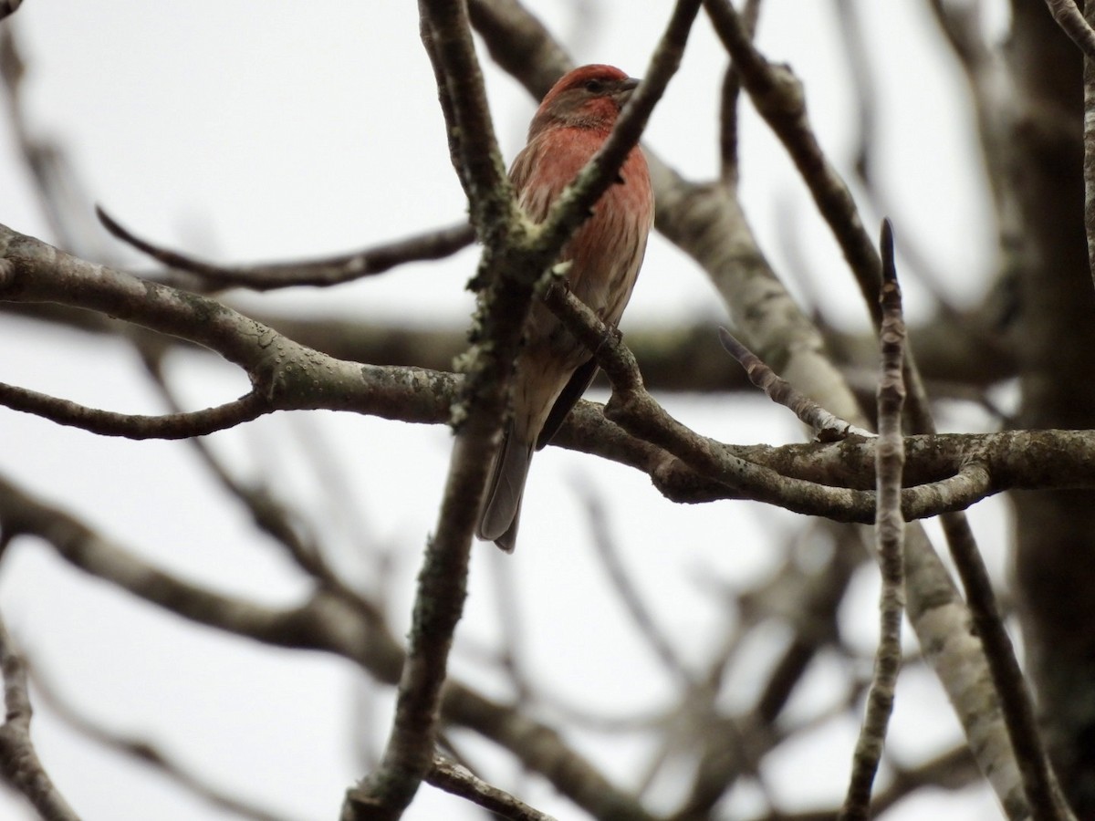 メキシコマシコ - ML647695761