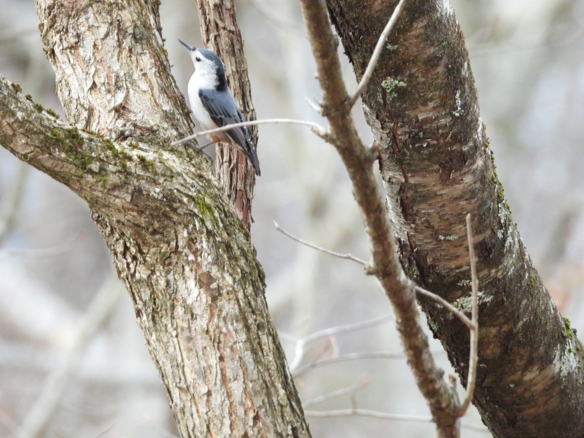 ムナジロゴジュウカラ - ML647695799