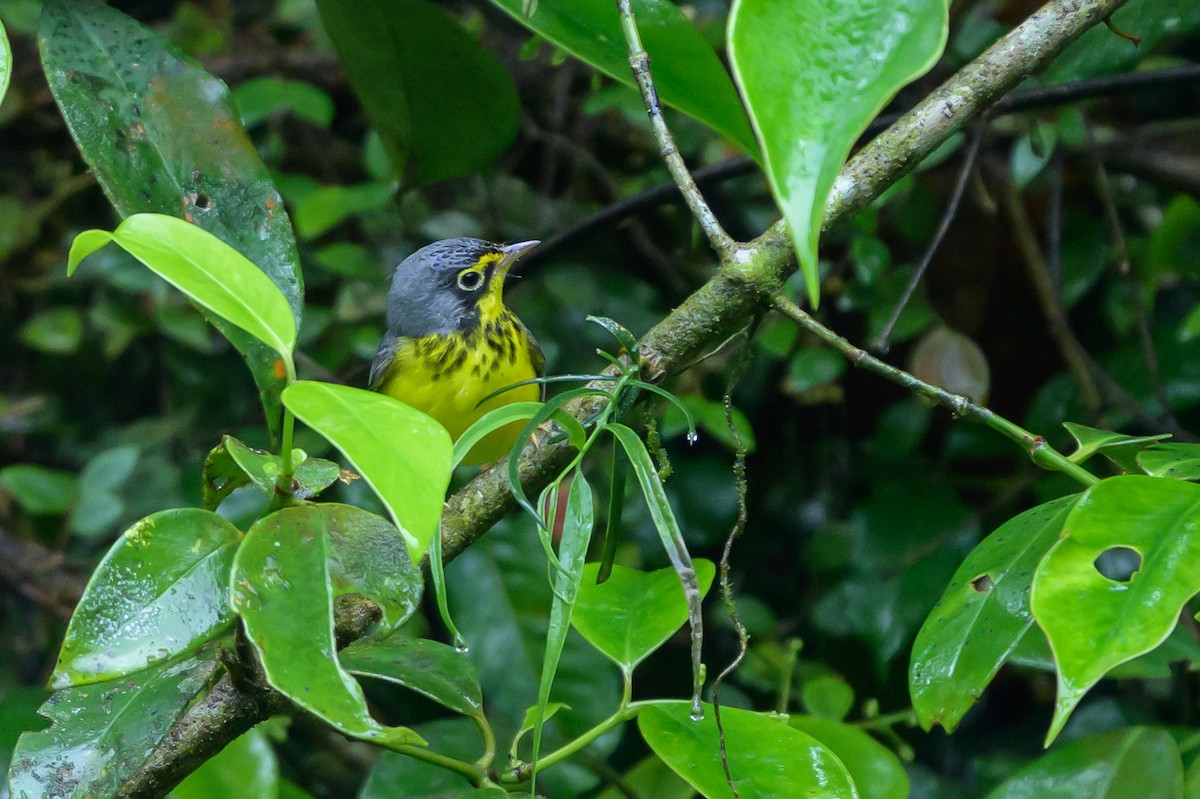 Канадская вильсония - ML647695804