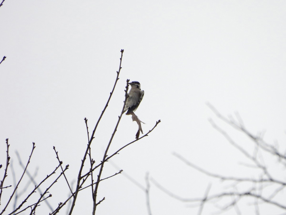 セジロコゲラ - ML647695815