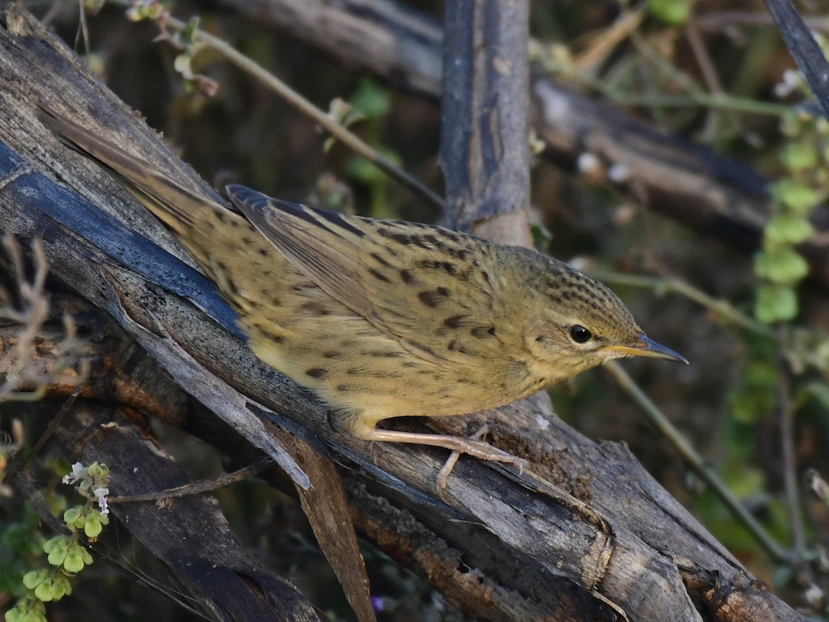 Buscarla Pintoja - ML647695825