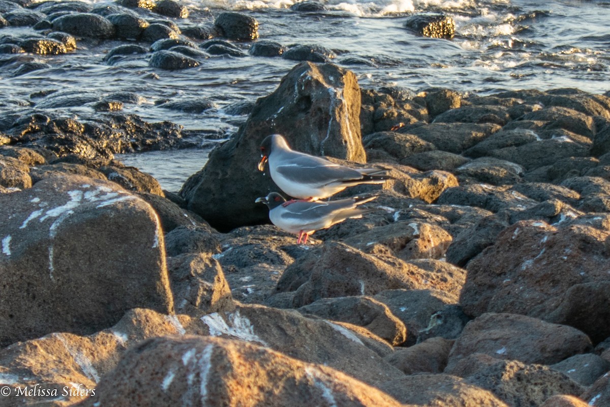 Swallow-tailed Gull - ML647695830