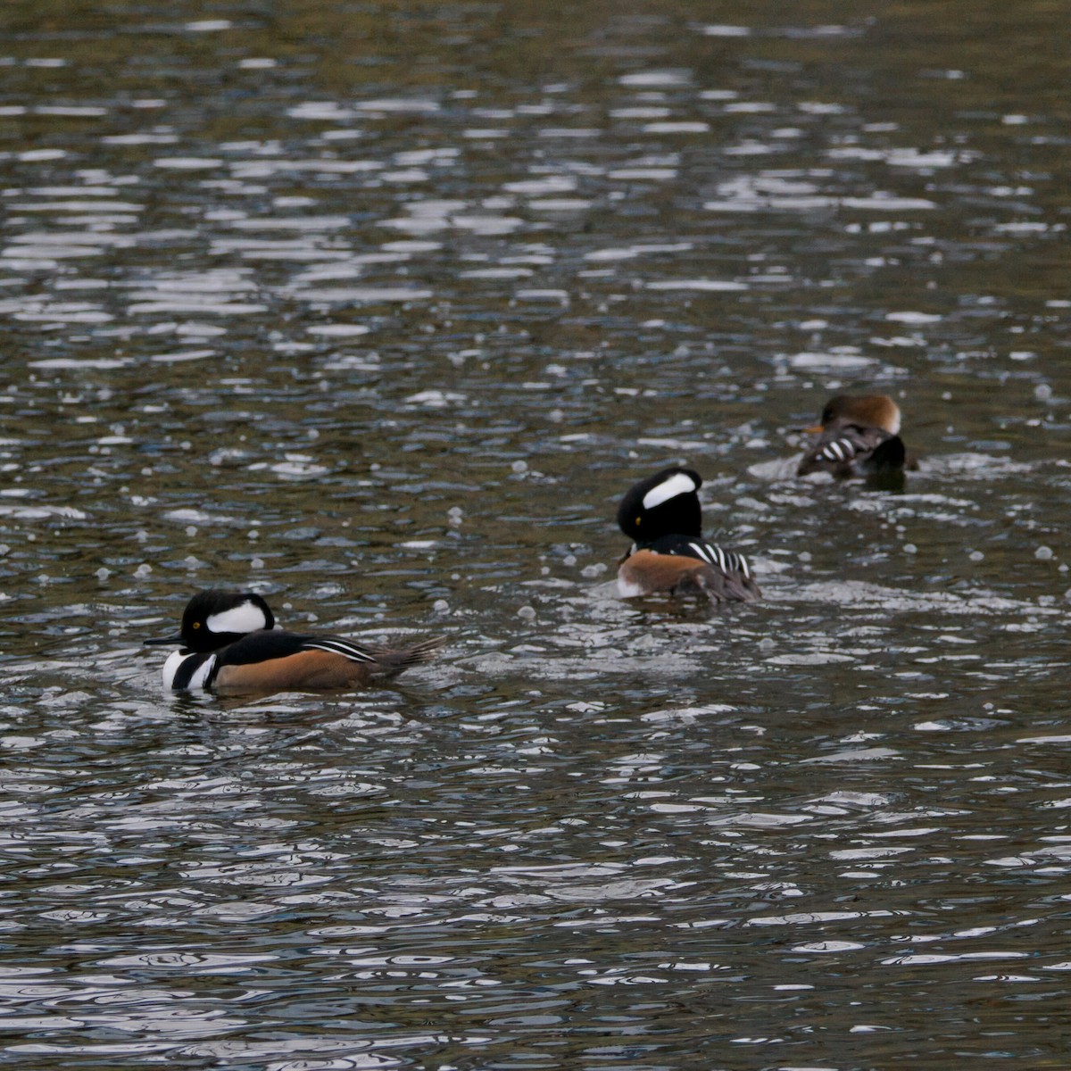 オウギアイサ - ML647695853