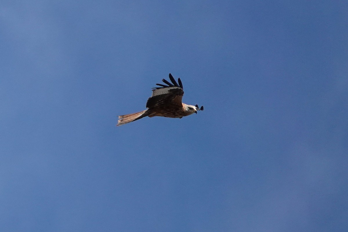 Red Kite - ML647695869