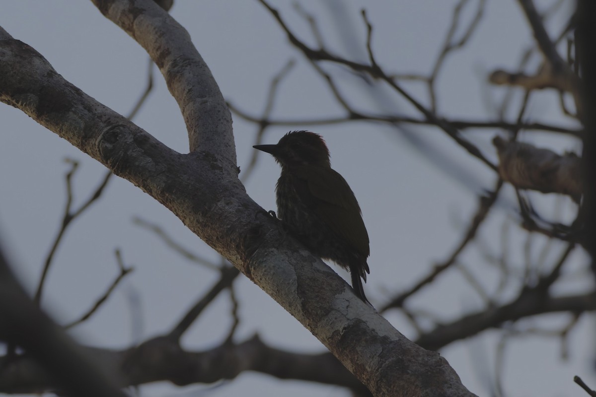 Melancholy Woodpecker - ML647695883