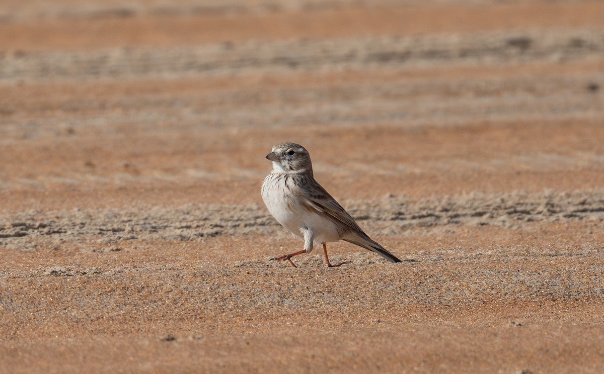 Turkestan Short-toed Lark - ML647695889