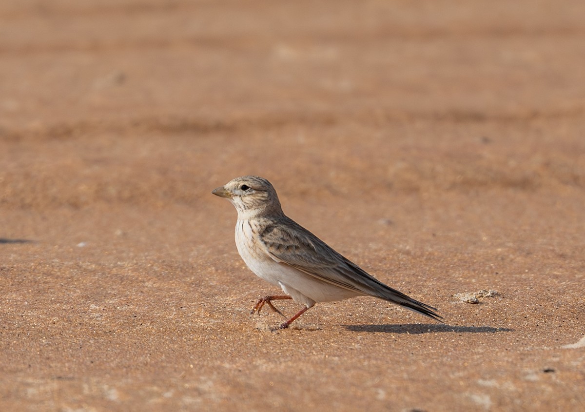 Turkestan Short-toed Lark - ML647695890