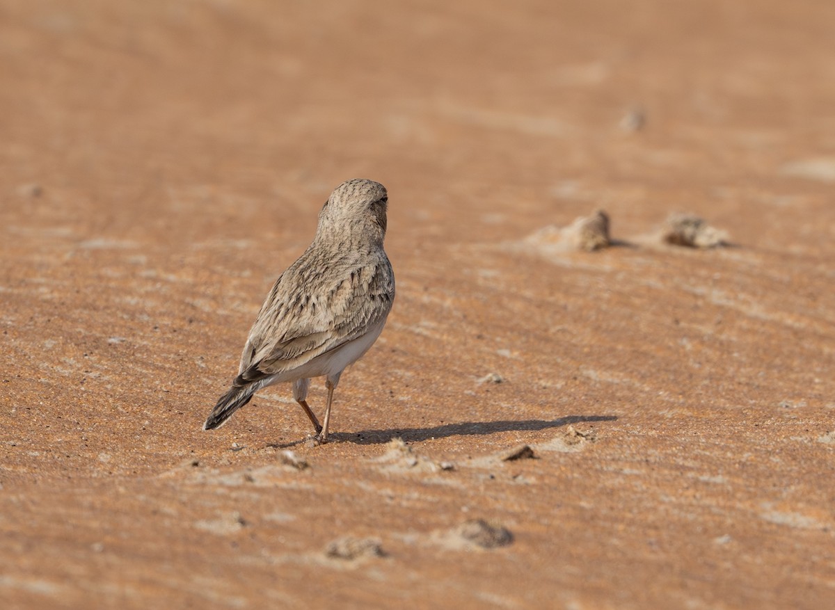 Turkestan Short-toed Lark - ML647695891