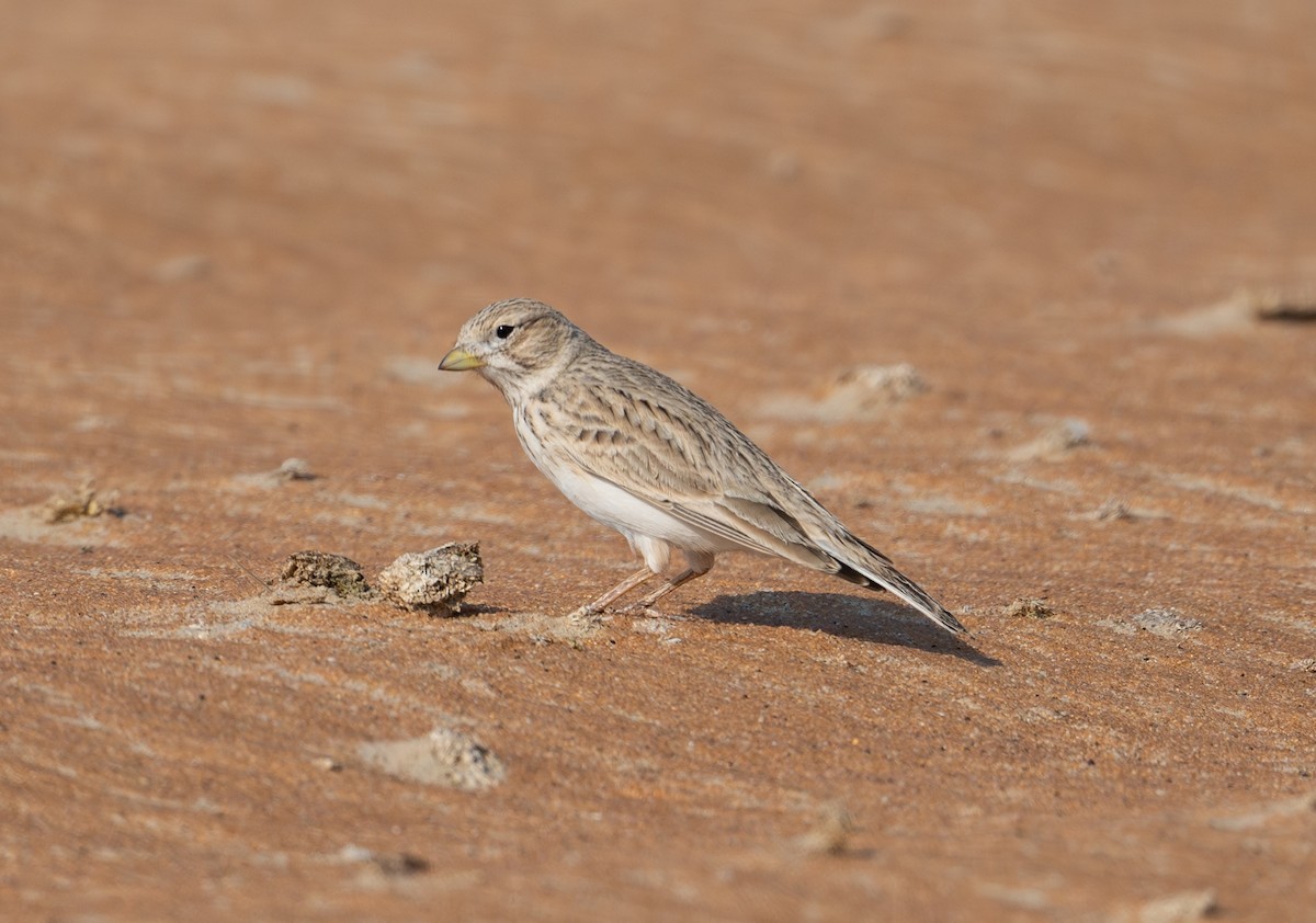 Turkestan Short-toed Lark - ML647695892