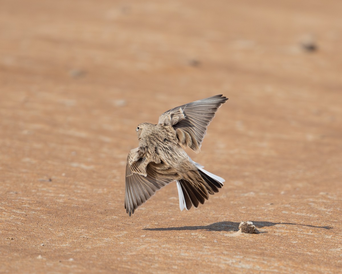 Turkestan Short-toed Lark - ML647695893