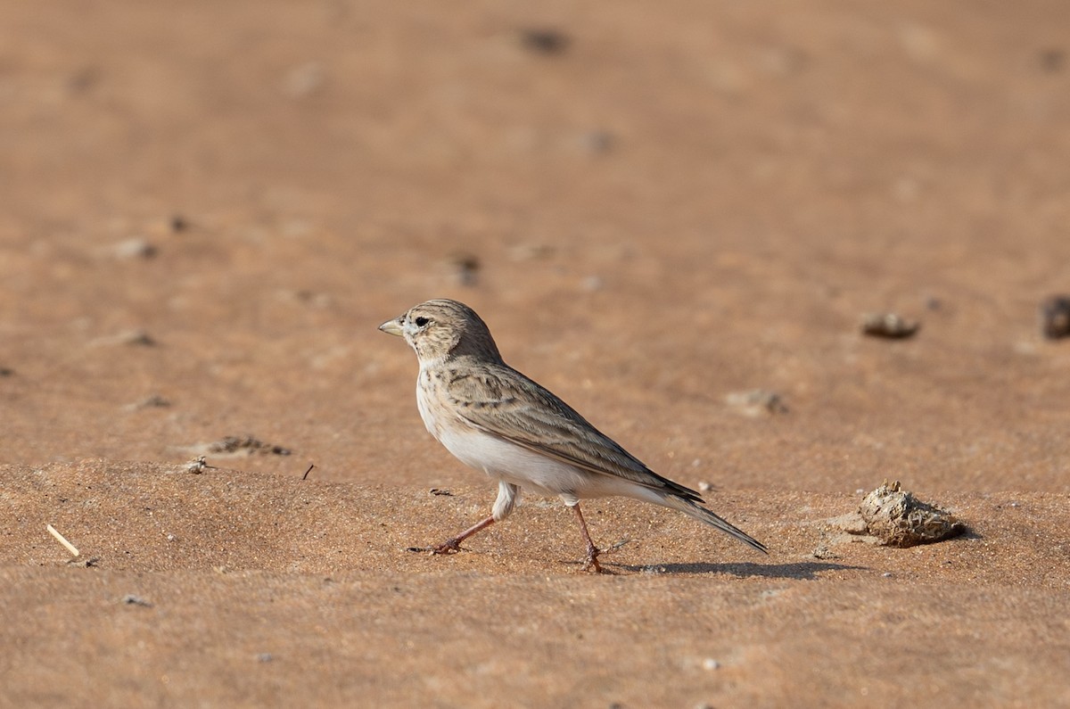 Turkestan Short-toed Lark - ML647695894
