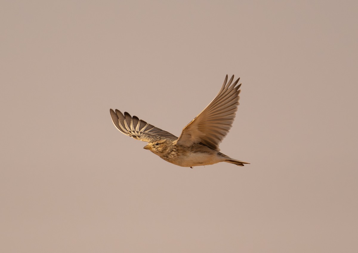 Turkestan Short-toed Lark - ML647695895