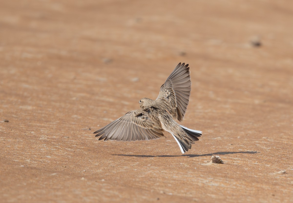 Turkestan Short-toed Lark - ML647695897