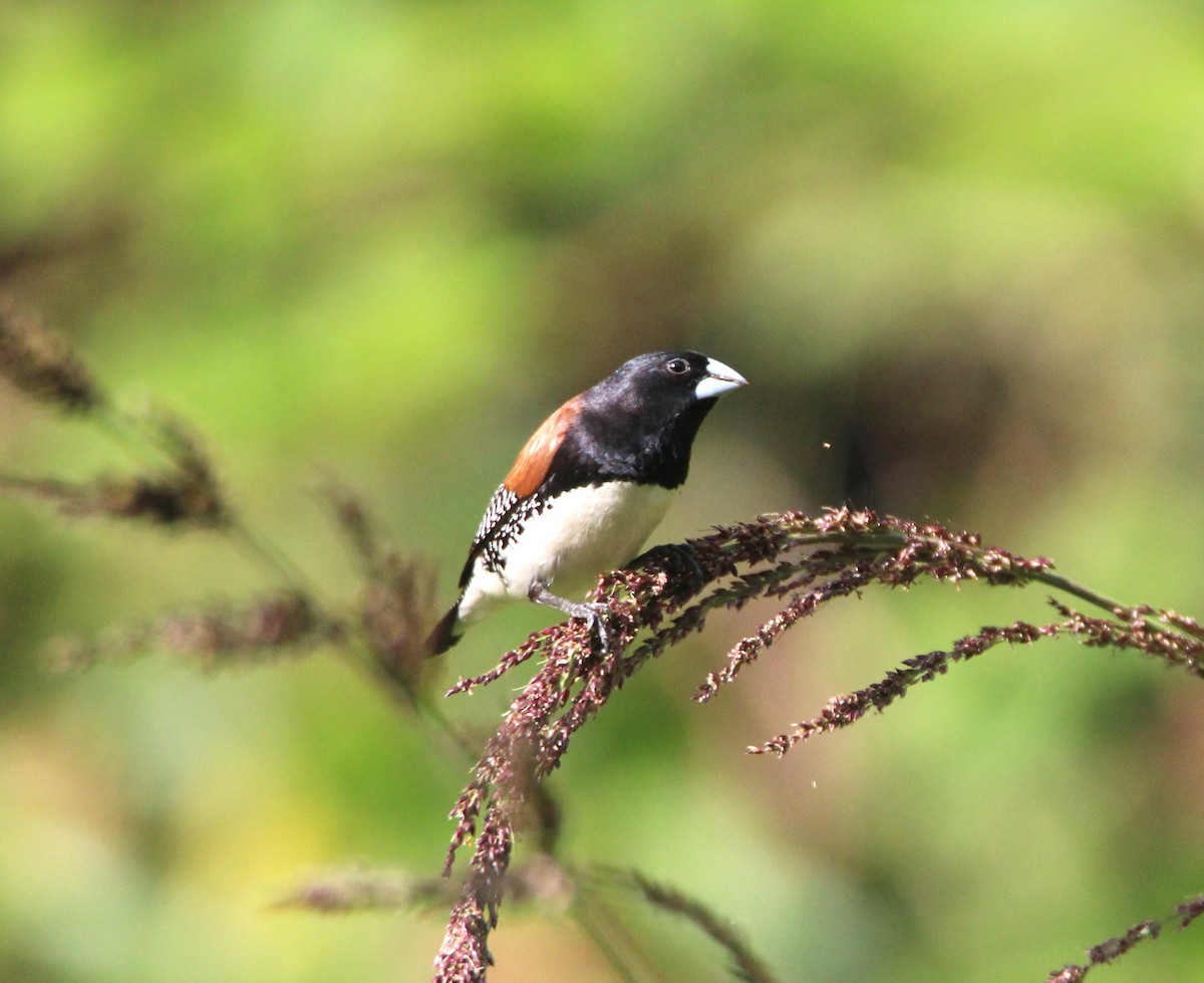 Alaca Munya - ML647695914