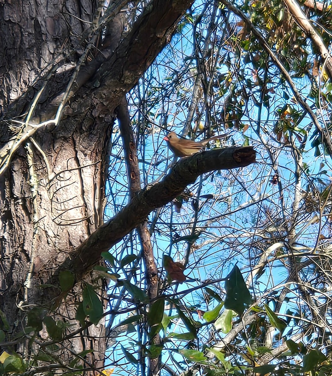 Kırmızı Kardinal - ML647695918