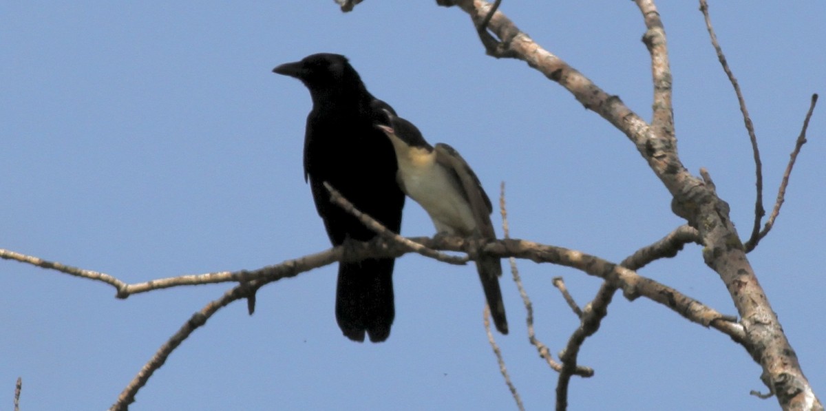 Great Spotted Cuckoo - ML647695934