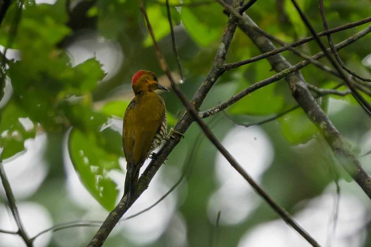 Ak Boğazlı Ağaçkakan - ML647695941