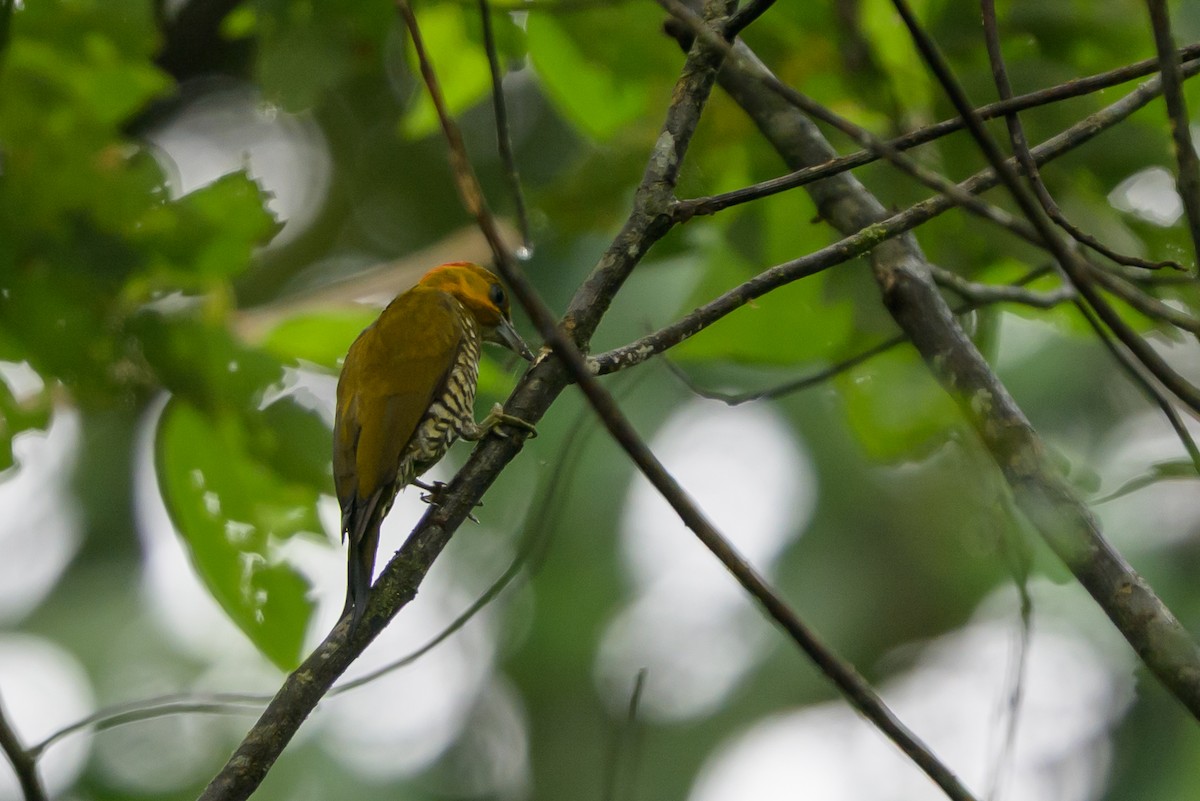 Ak Boğazlı Ağaçkakan - ML647695943