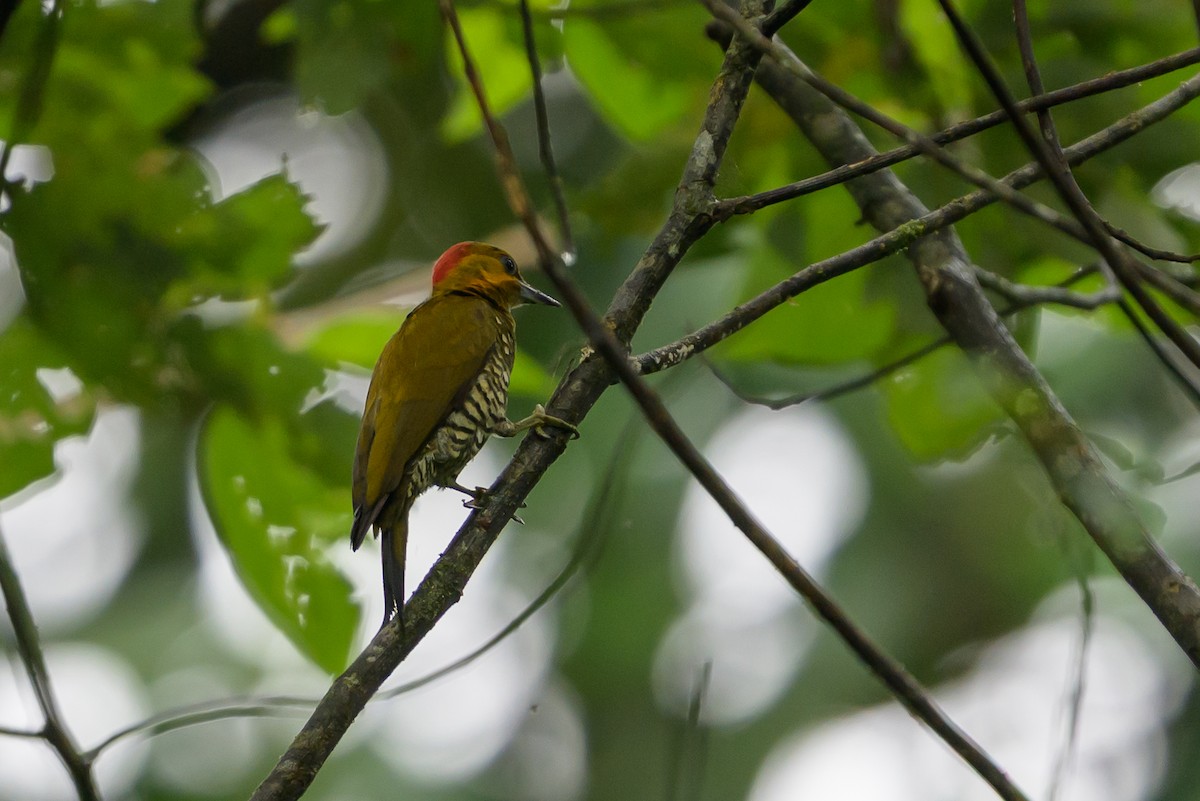 Ak Boğazlı Ağaçkakan - ML647695944