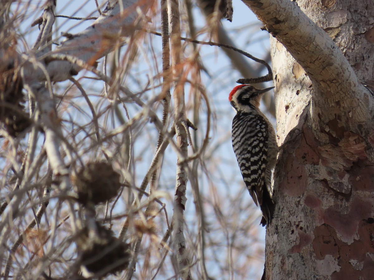 Meksika Alaca Ağaçkakanı - ML647695947