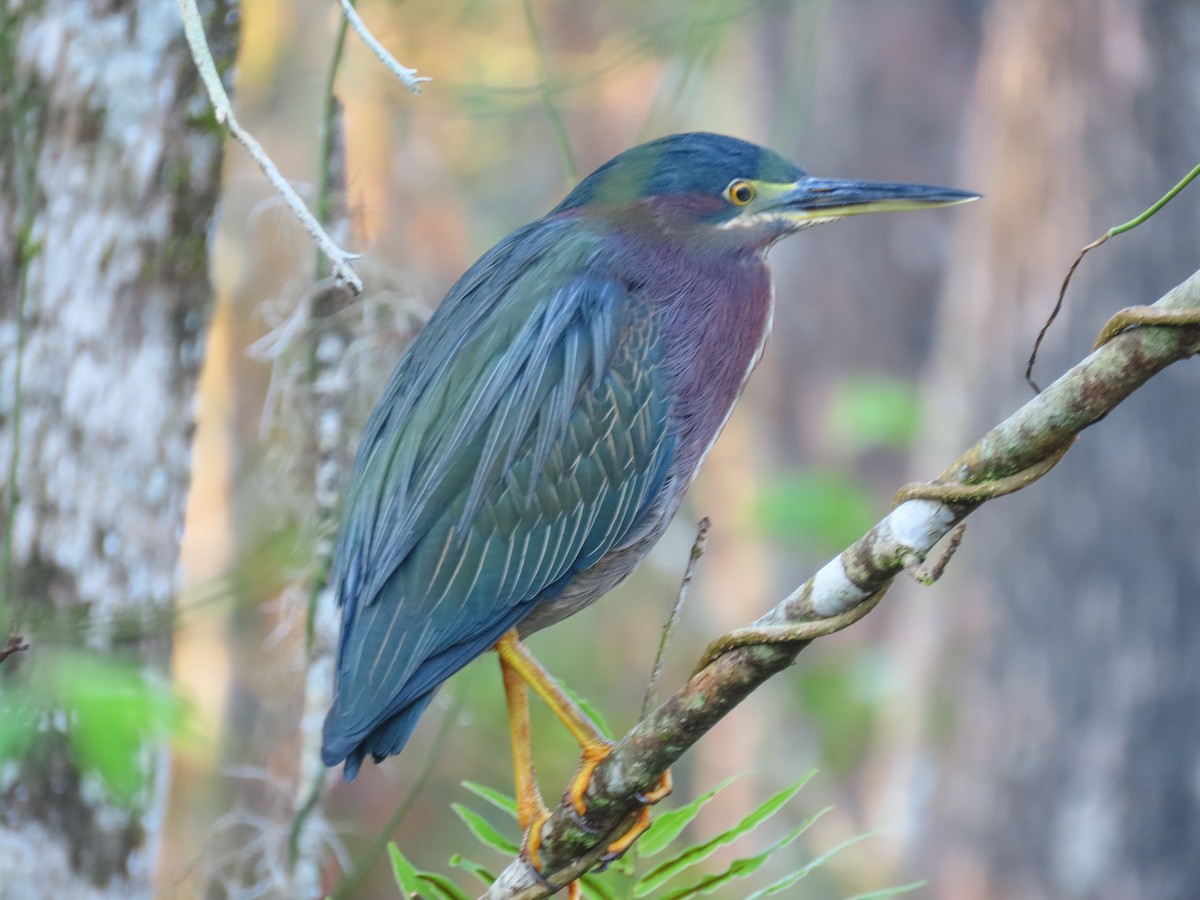 Yeşil Balıkçıl - ML647695948