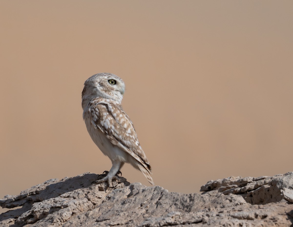 Kukumav - ML647695949