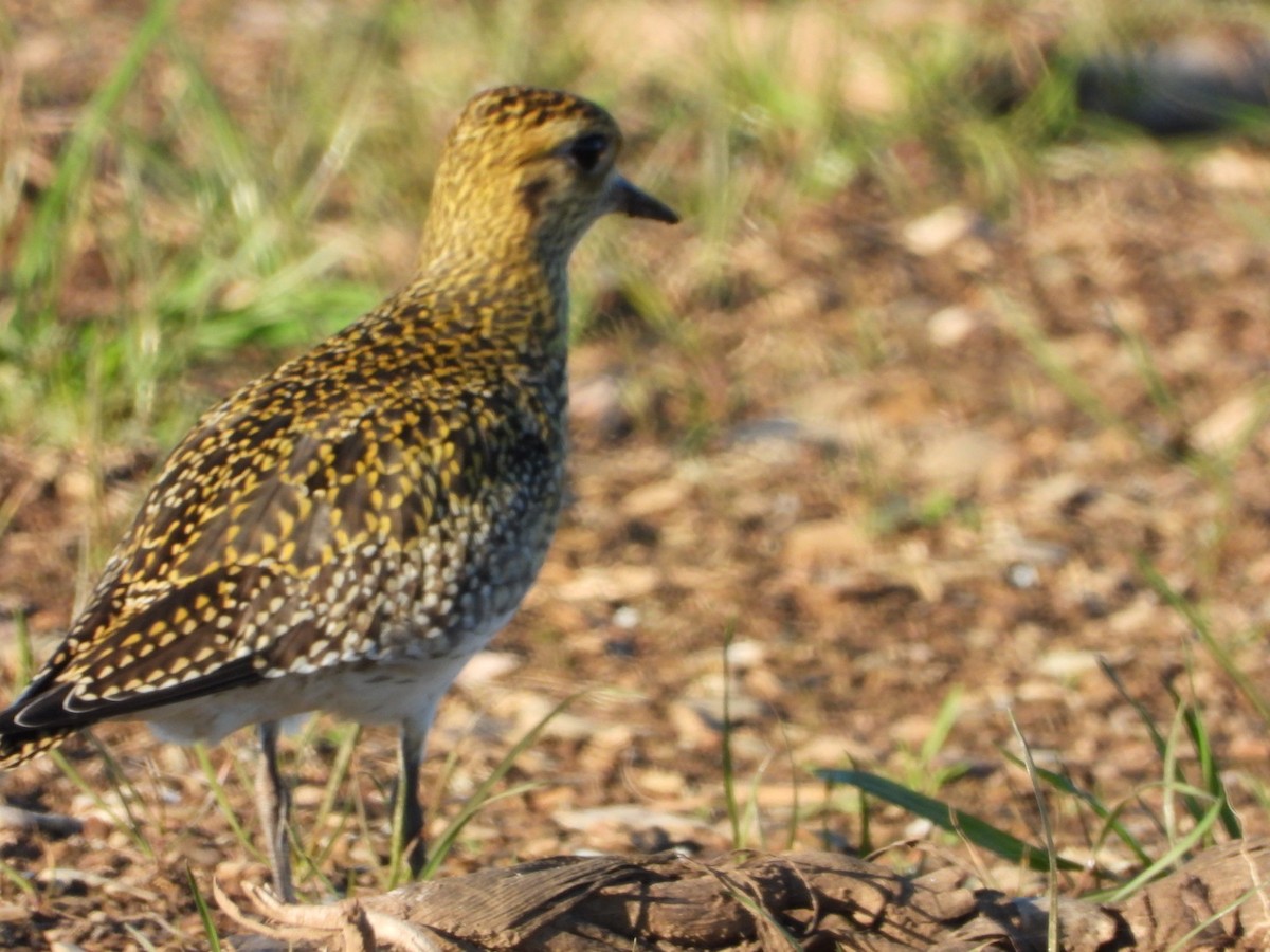 Altın Yağmurcun - ML647695951